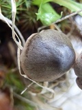 Cortinarius vernus image