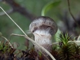 Cortinarius vernus image