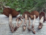 Cortinarius vernus image