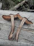 Cortinarius vernus image