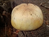 Agaricus didymus image