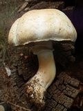 Agaricus didymus image