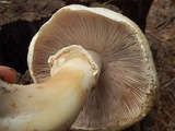 Agaricus didymus image