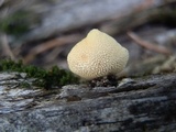 Cyptotrama chrysopepla image