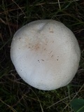 Agaricus didymus image