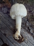 Agaricus didymus image