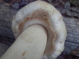 Agaricus didymus image