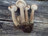 Armillaria solidipes image