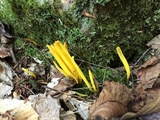 Clavulinopsis fusiformis image