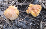Cantharellus roseocanus image