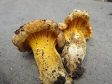 Cantharellus roseocanus image