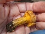 Cantharellus roseocanus image