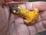 Cantharellus roseocanus image