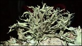 Ramalina complanata image