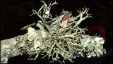 Ramalina complanata image