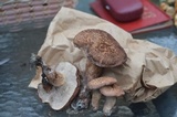 Sarcodon scabrosus image