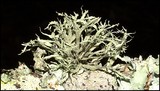 Ramalina complanata image
