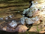 Ceratiomyxa fruticulosa var. fruticulosa image