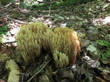 Ramaria stricta image