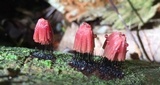 Stemonitis fusca image