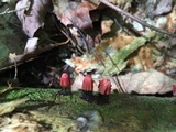Stemonitis fusca image