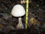 Amanita cokeri image