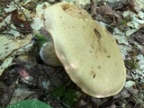 Tylopilus felleus image