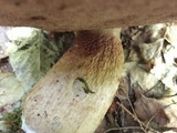 Tylopilus felleus image