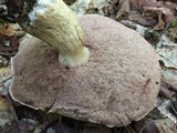 Tylopilus felleus image
