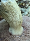 Tylopilus felleus image
