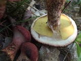 Suillus spraguei image