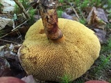 Suillus spraguei image