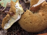 Xanthoconium affine image
