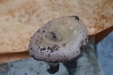 Russula variata image