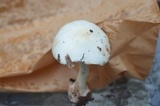 Amanita aestivalis image