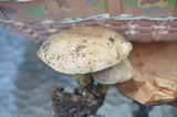 Retiboletus griseus image