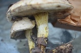 Retiboletus griseus image