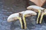 Retiboletus griseus image