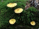 Suillus americanus image