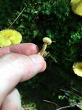 Suillus americanus image