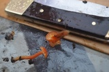 Hygrocybe reidii image
