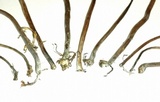 Panaeolus cinctulus image
