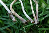 Panaeolus cinctulus image