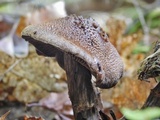 Cortinarius squamulosus image