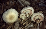 Agaricus californicus image
