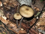 Oudemansiella furfuracea image
