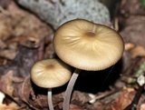 Oudemansiella furfuracea image