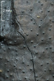 Kretzschmaria deusta image