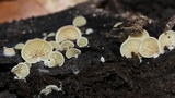 Clitopilus hobsonii image