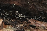 Clitopilus hobsonii image